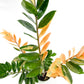 Variegated Zamioculcas 14cm B