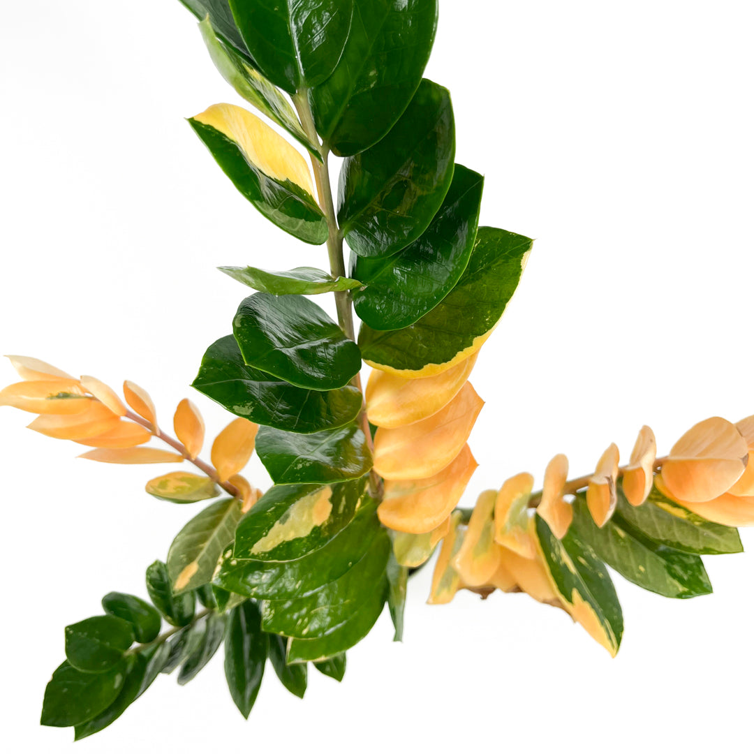 Variegated Zamioculcas 14cm B