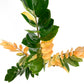 Variegated Zamioculcas 14cm B