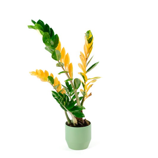 Variegated Zamioculcas 14cm B