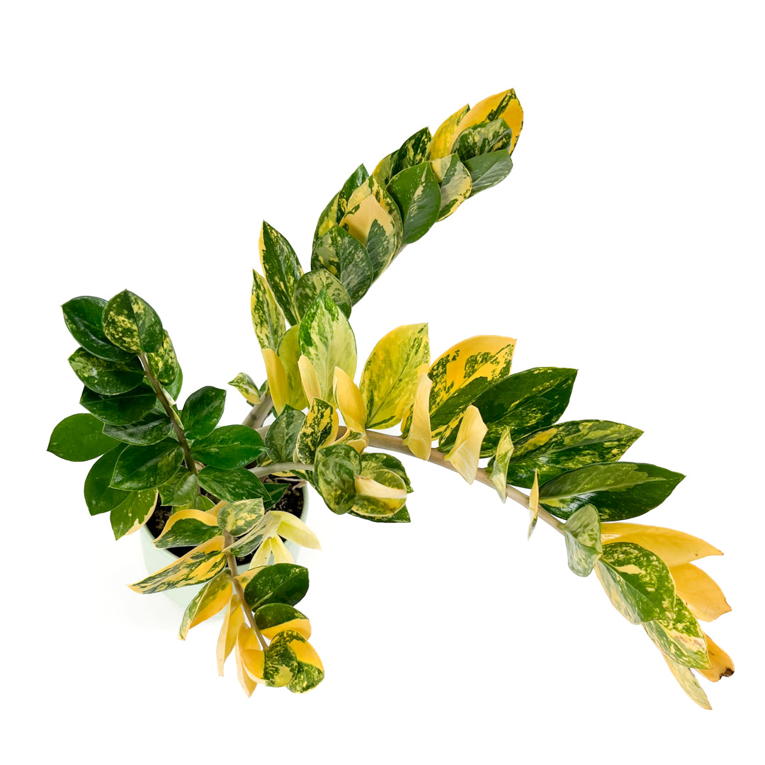 Variegated Zamioculcas 14cm D