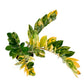Variegated Zamioculcas 14cm D