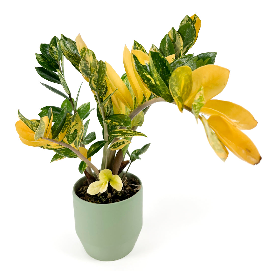 Variegated Zamioculcas 14cm D