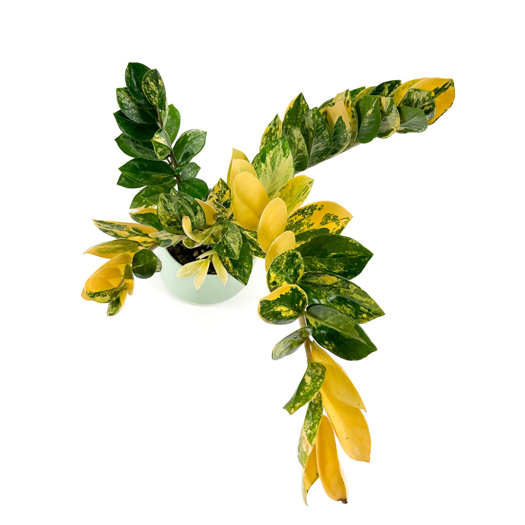 Variegated Zamioculcas 14cm D