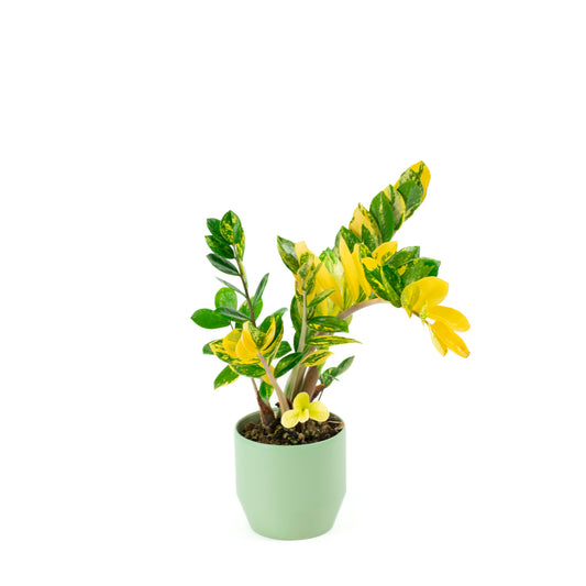 Variegated Zamioculcas 14cm D