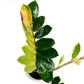 Variegated Zamioculcas 14cm F