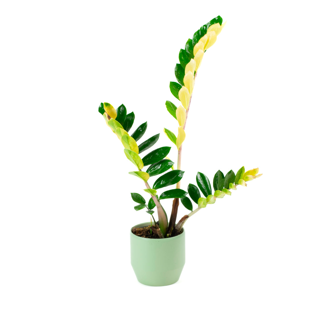 Variegated Zamioculcas 14cm F