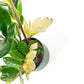 Variegated Zamioculcas 14cm G