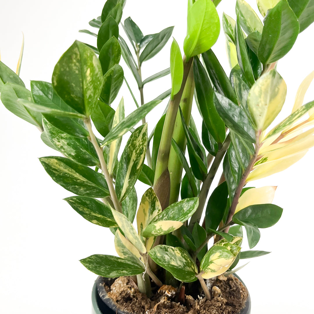 Variegated Zamioculcas 14cm G