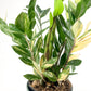 Variegated Zamioculcas 14cm G