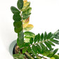 Variegated Zamioculcas 14cm G