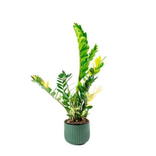 Variegated Zamioculcas 14cm G