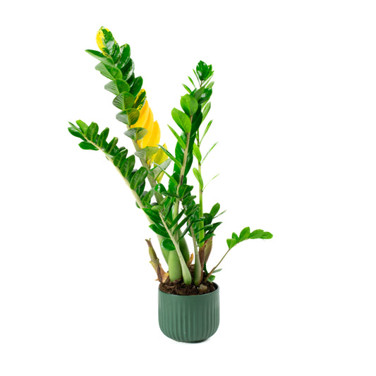 Variegated Zamioculcas 14cm H