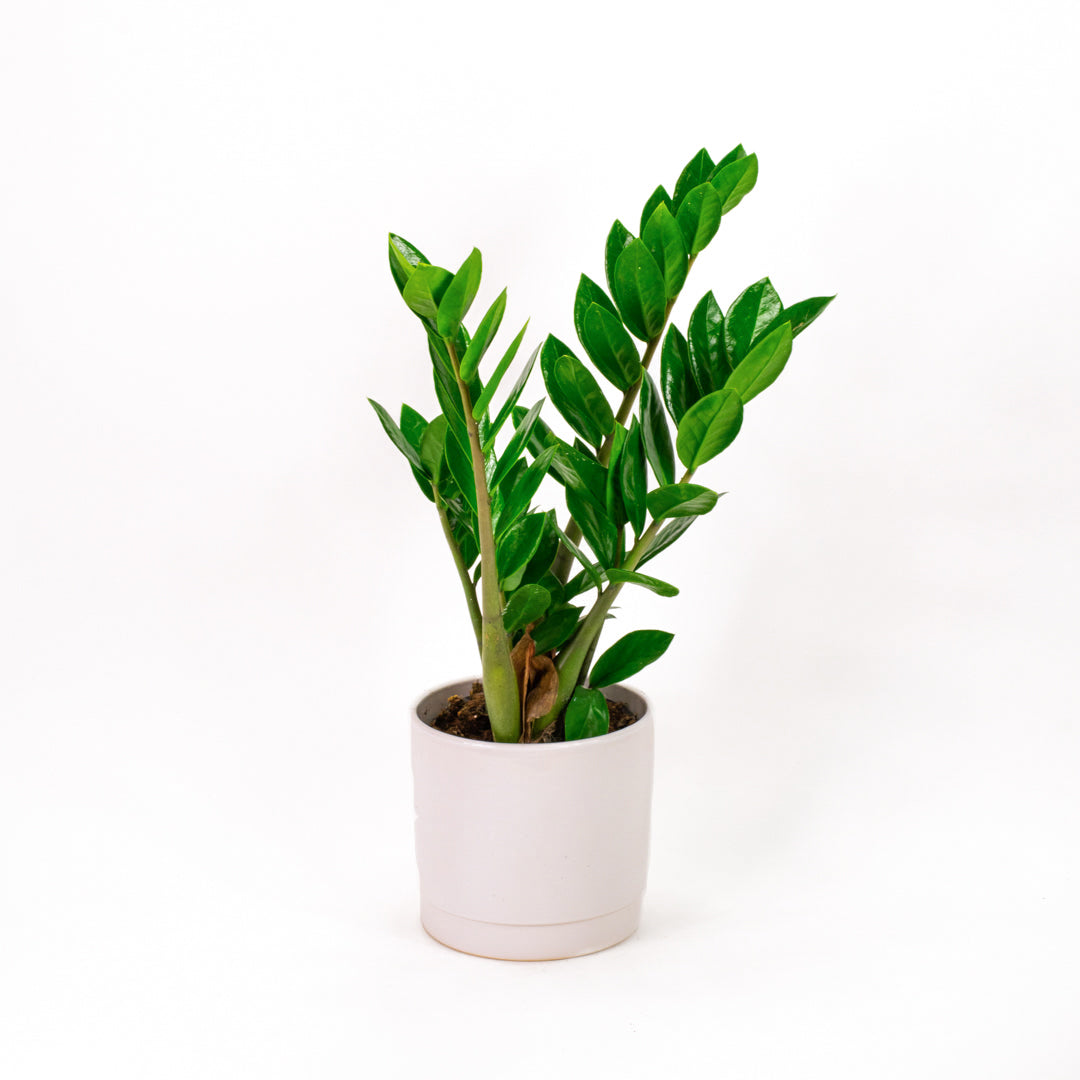 Zamioculcas