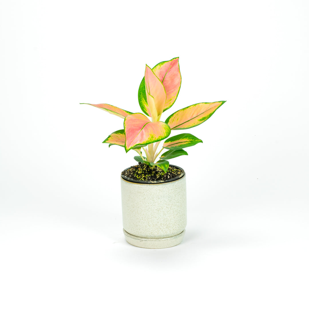 Aglaonema Spitfire