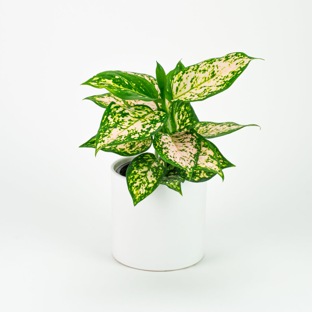 Aglaonema Eileen