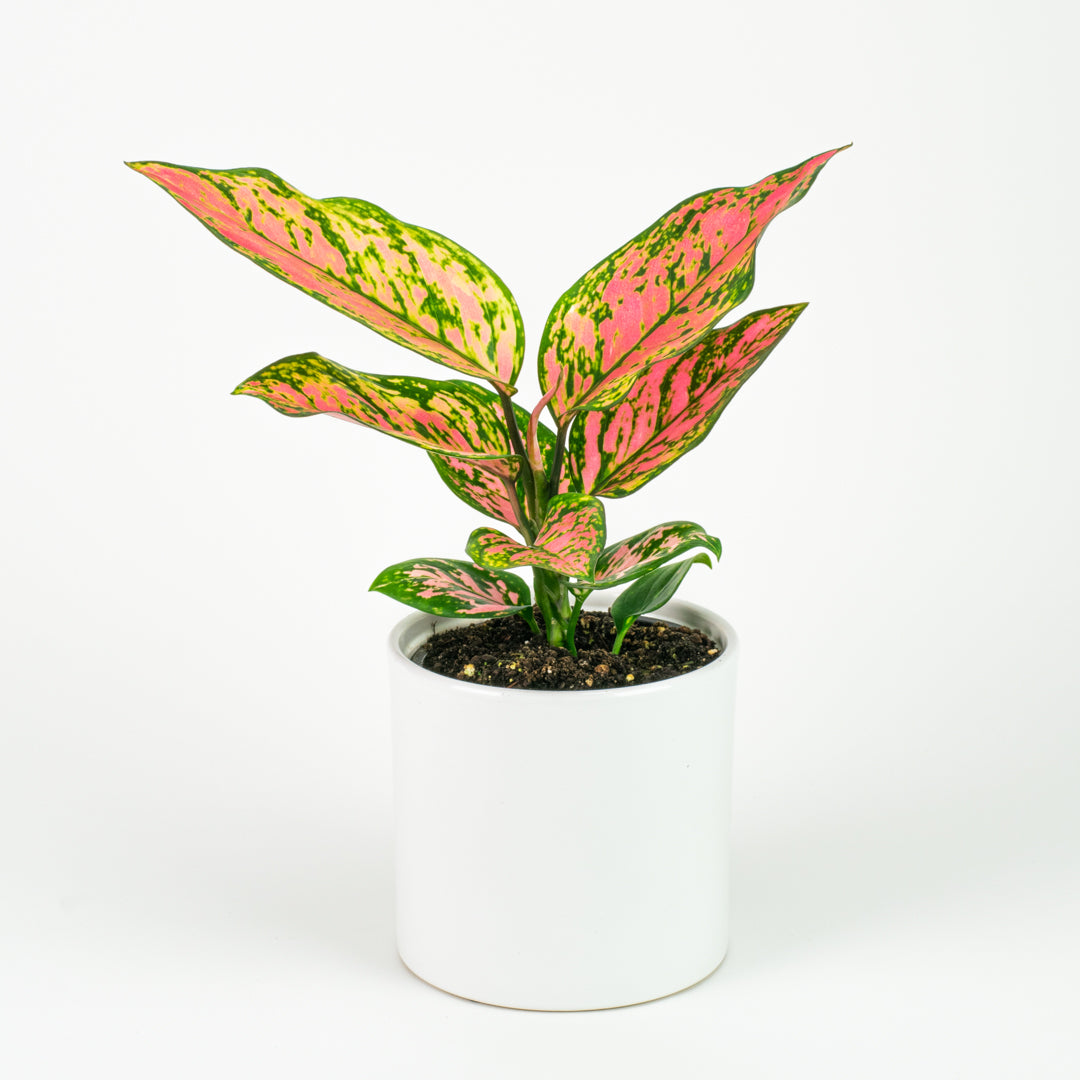 Aglaonema Lady Valentine