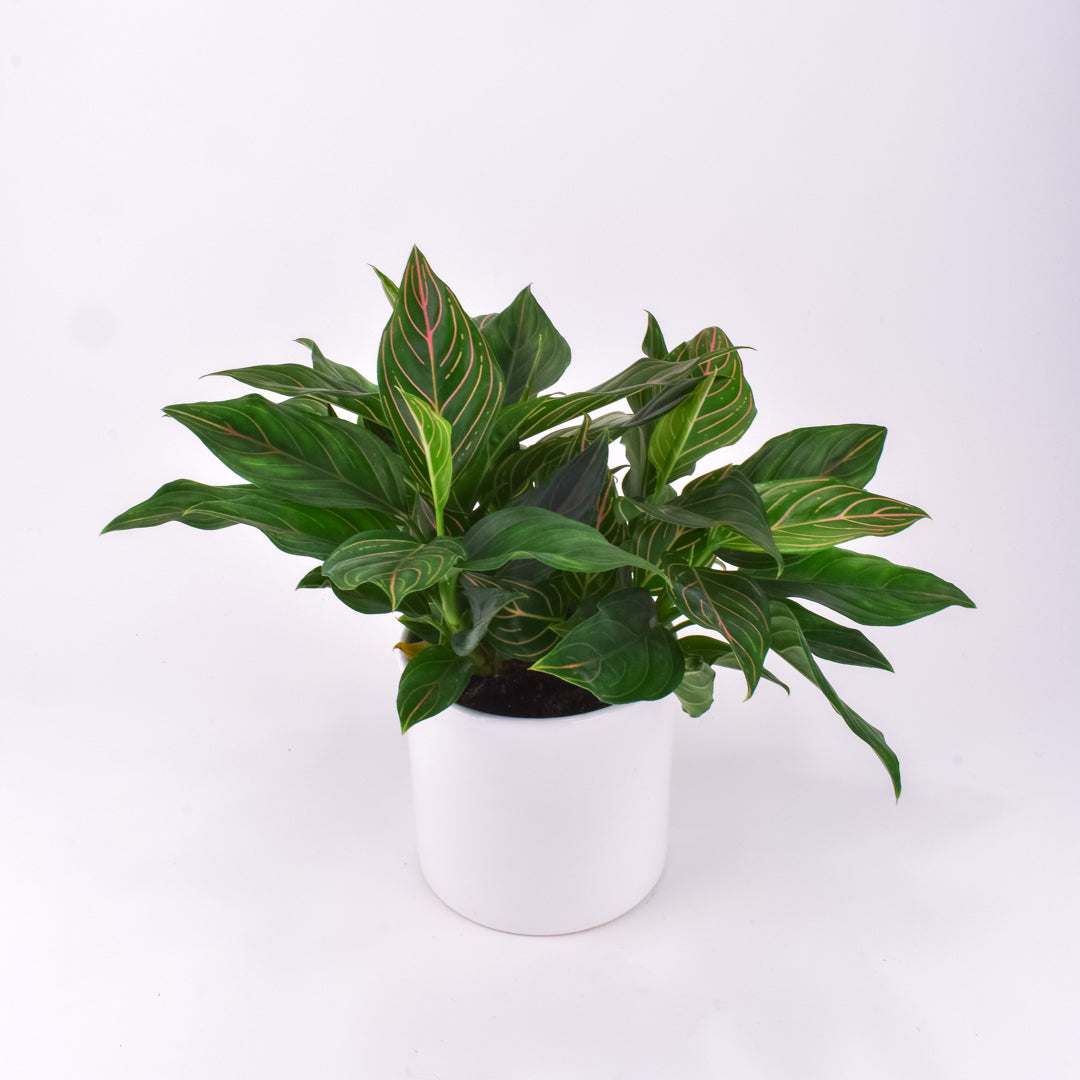 Aglaonema Red Vein