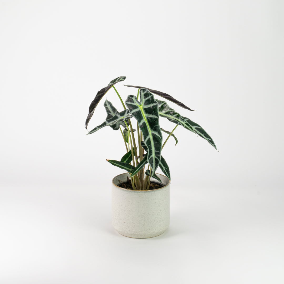 Alocasia Bambino – House of Plants