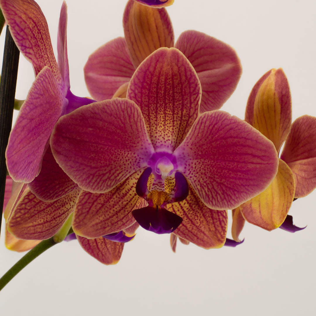 Phalaenopsis Orchid - Sunset