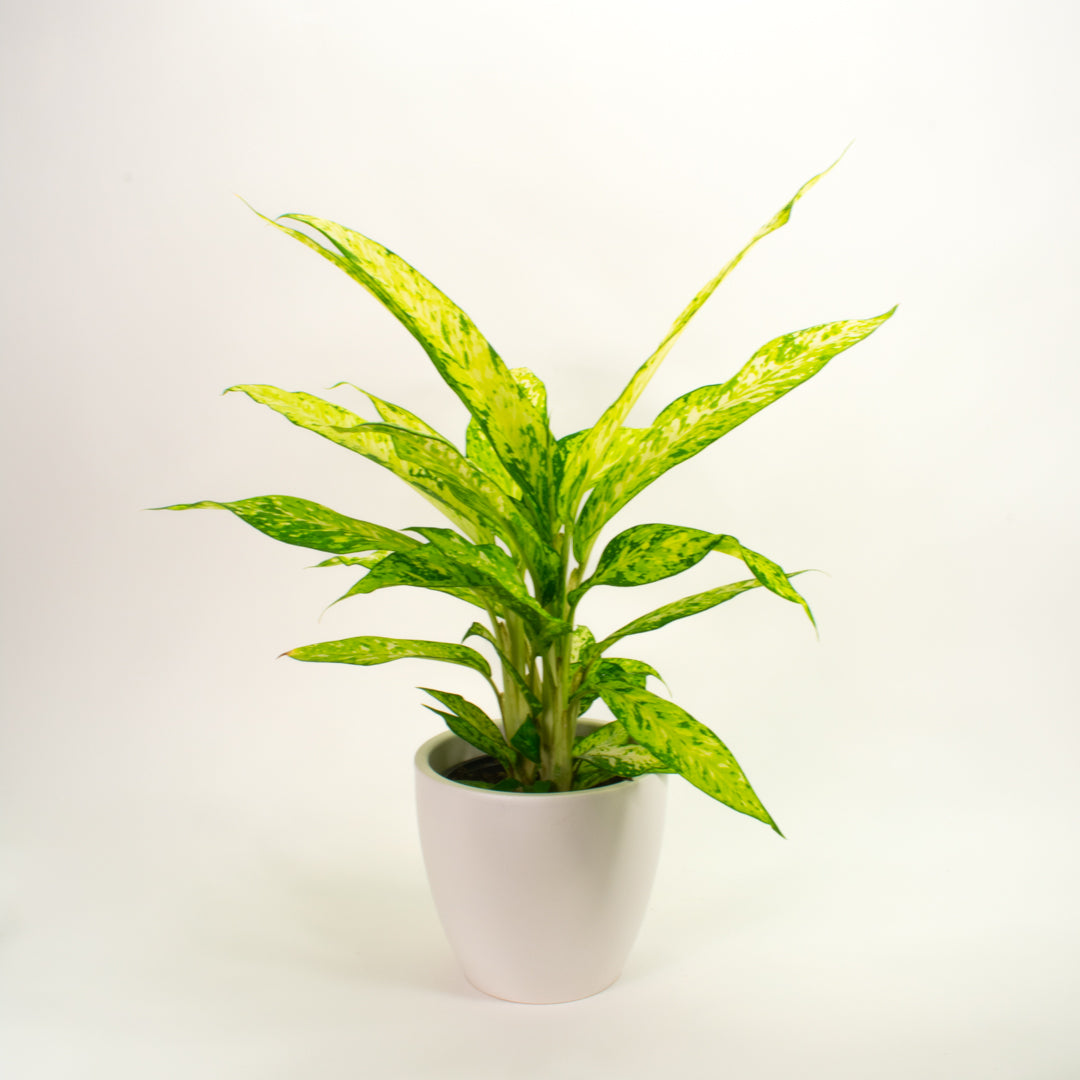 Dieffenbachia Star Bright