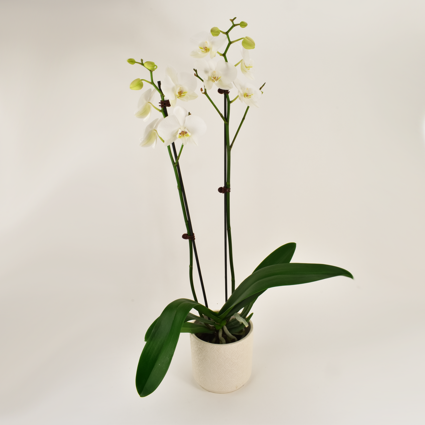 Phalaenopsis Orchid - Double White