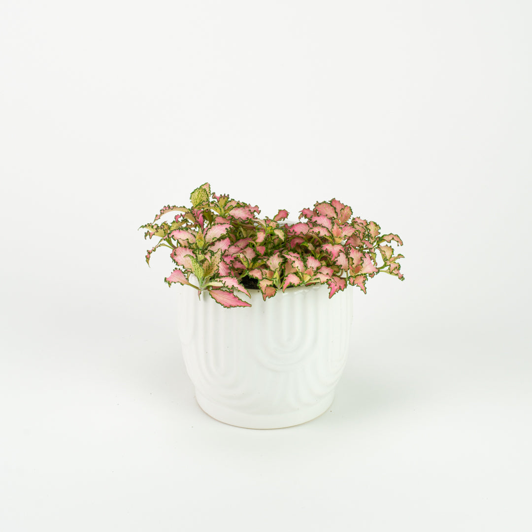 Fittonia Pink Flame