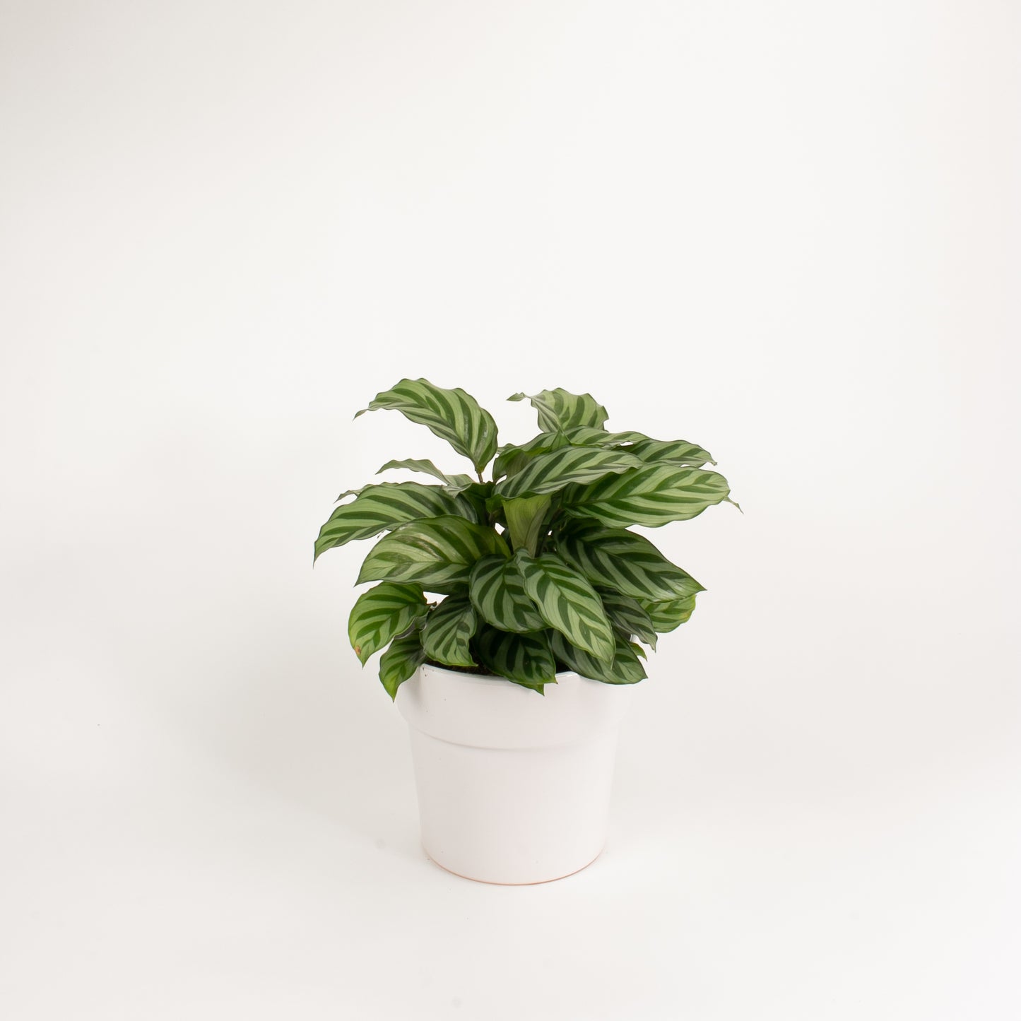 Calathea Freddy