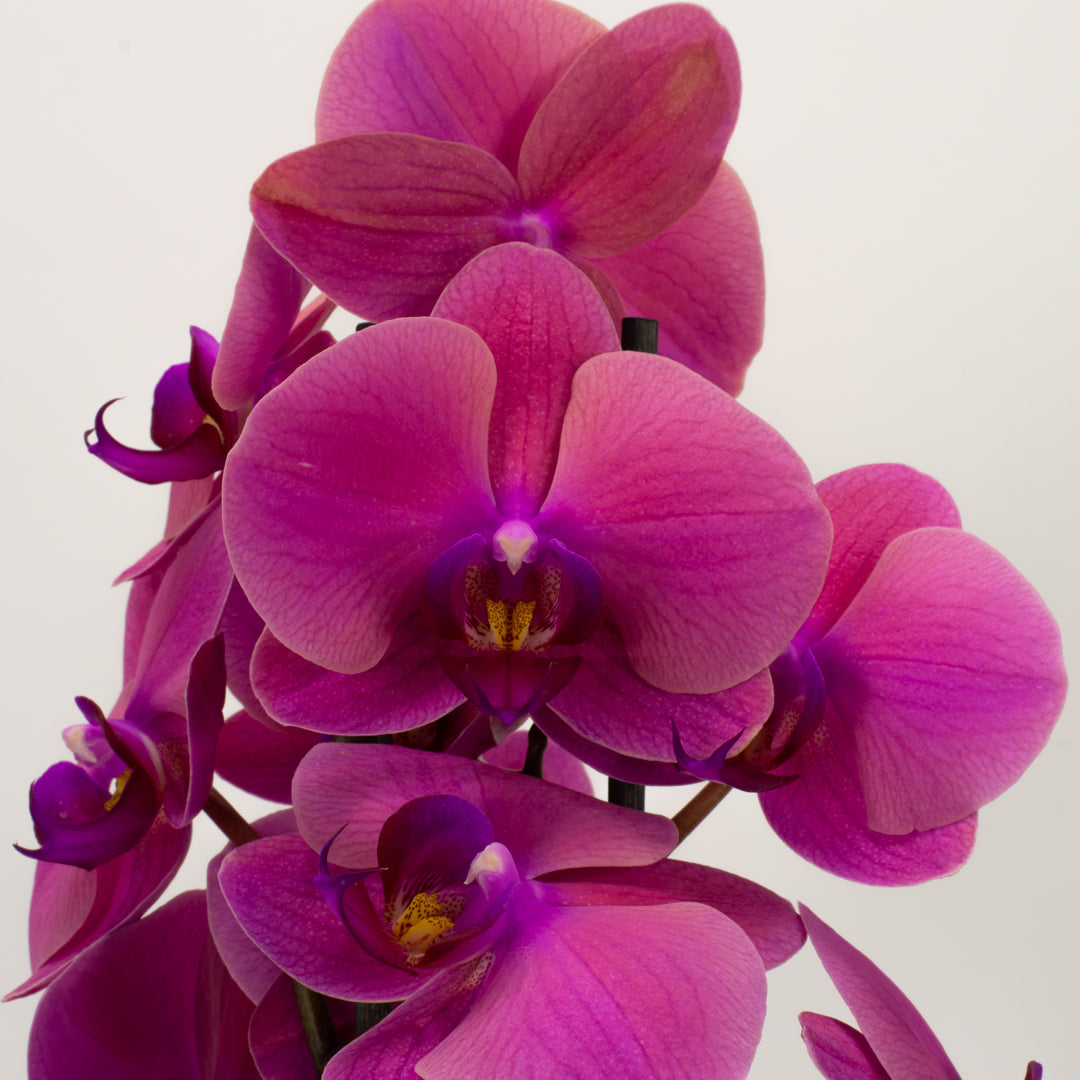Phalaenopsis Orchid - Fuchsia (Double)