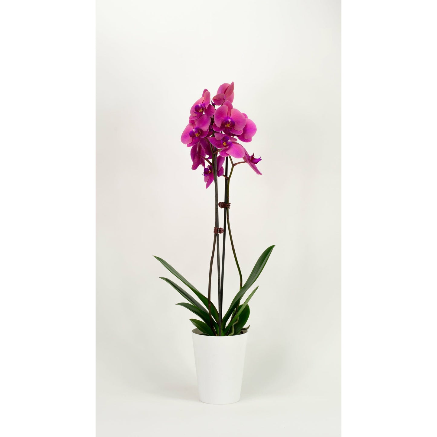 Phalaenopsis Orchid - Fuchsia (Double)
