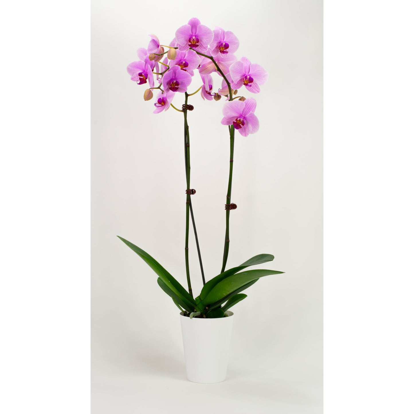 Phalaenopsis Orchid - Hot Pink (Double)