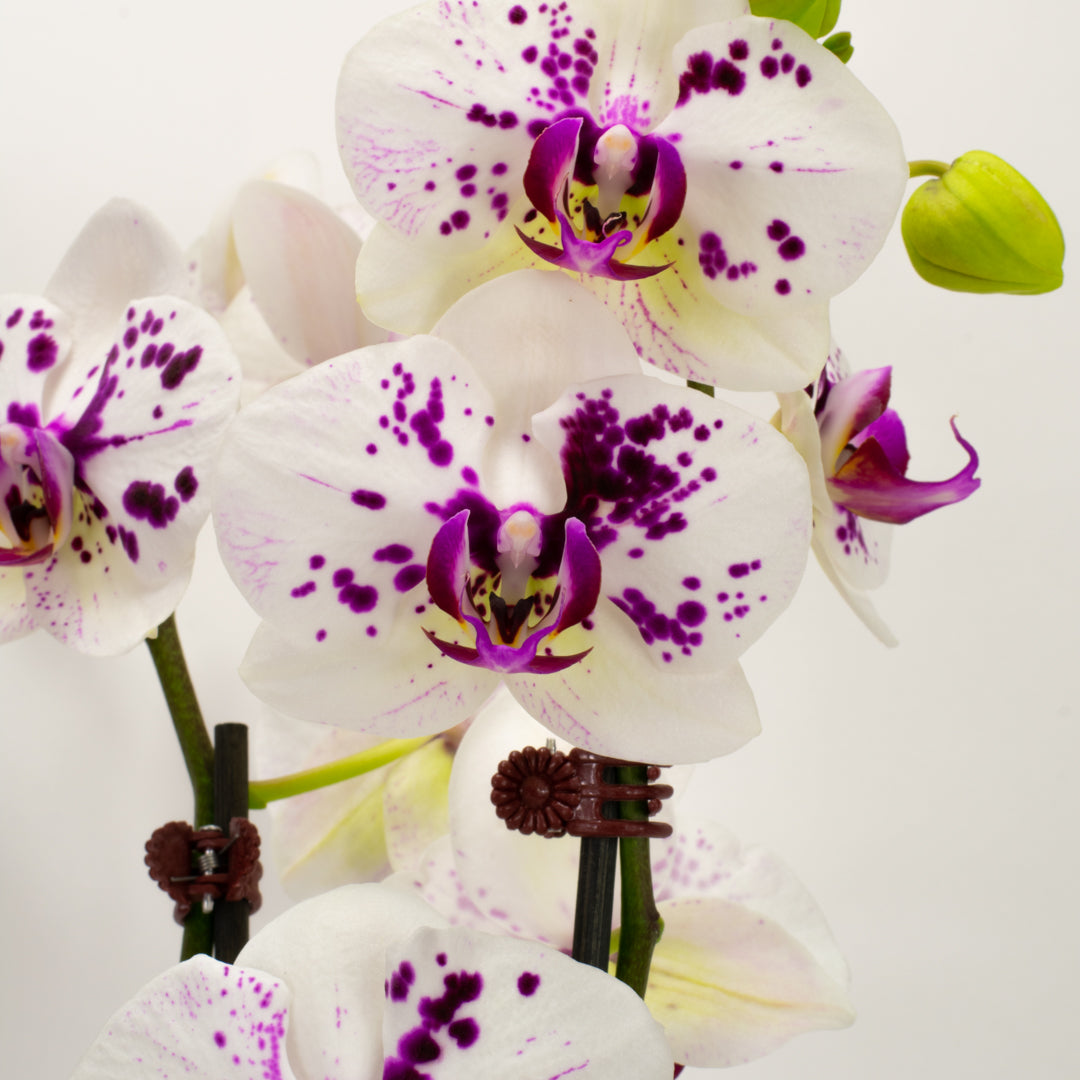 Phalaenopsis Orchid - Magenta (Double)