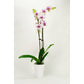 Phalaenopsis Orchid - Magenta (Double)