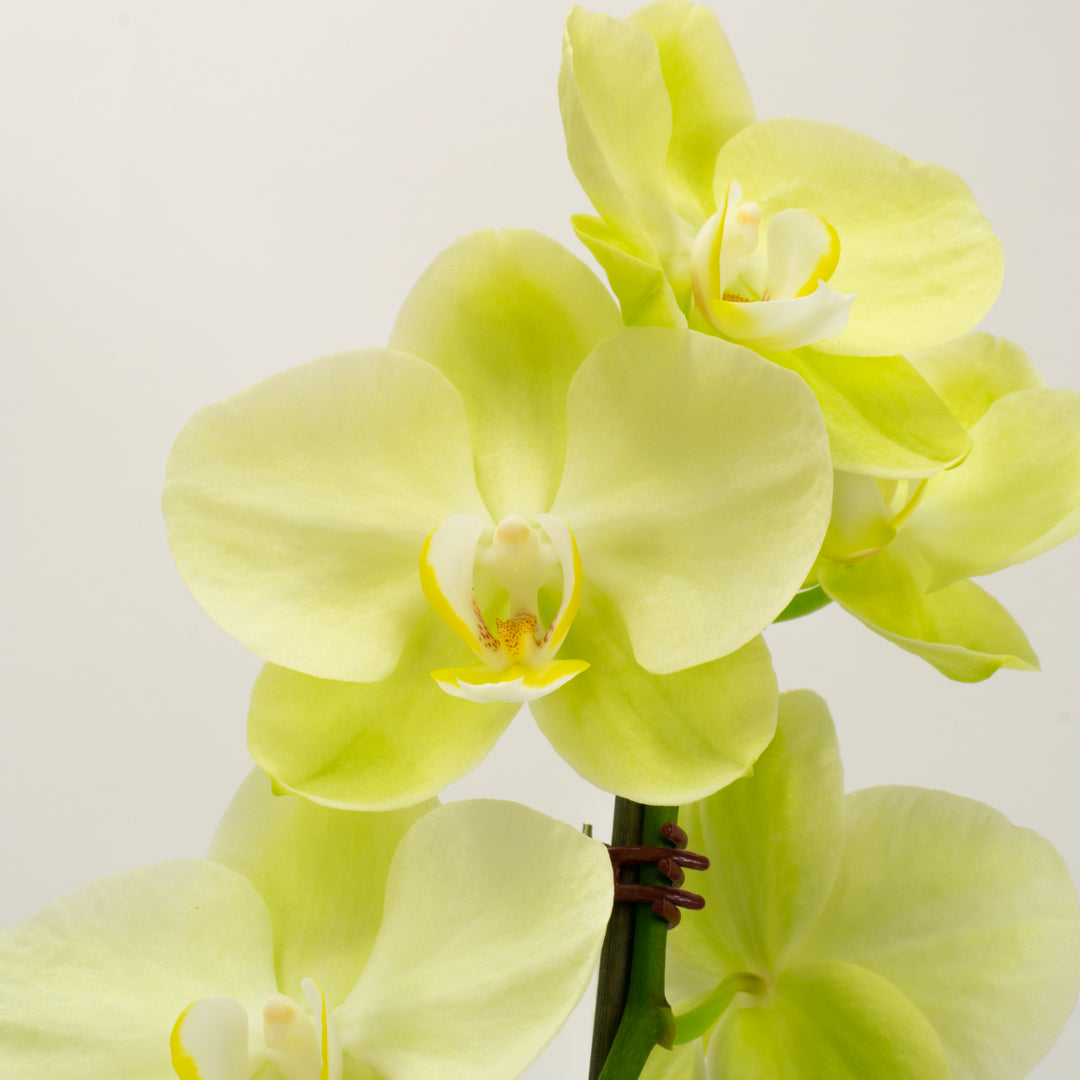 Phalaenopsis Orchid - Mellow Yellow (Double)