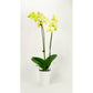 Phalaenopsis Orchid - Mellow Yellow (Double)
