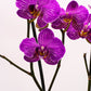 Phalaenopsis Orchid - Pink Vein (Double)