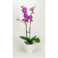 Phalaenopsis Orchid - Pink Vein (Double)