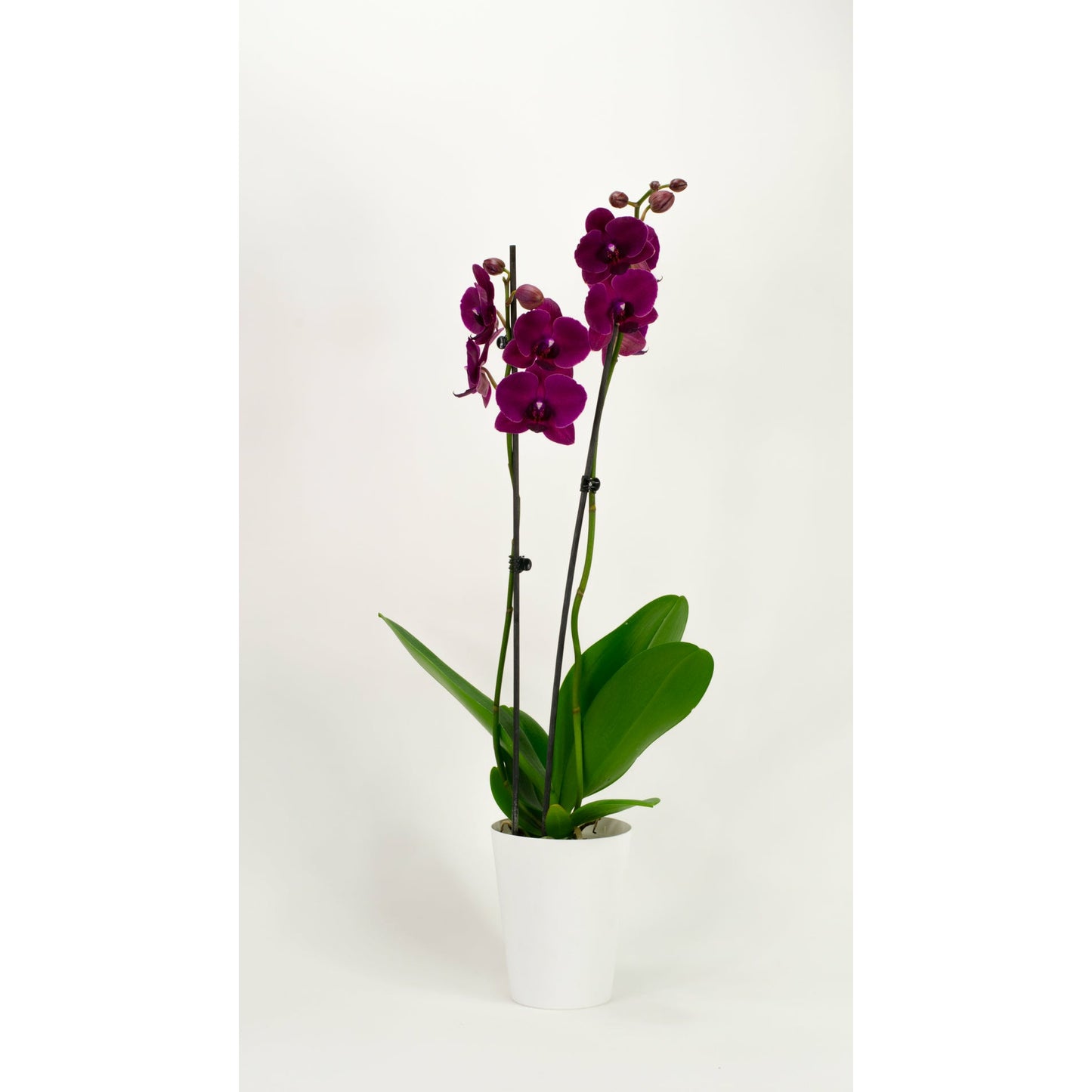 Phalaenopsis Orchid - Sangria (Double)