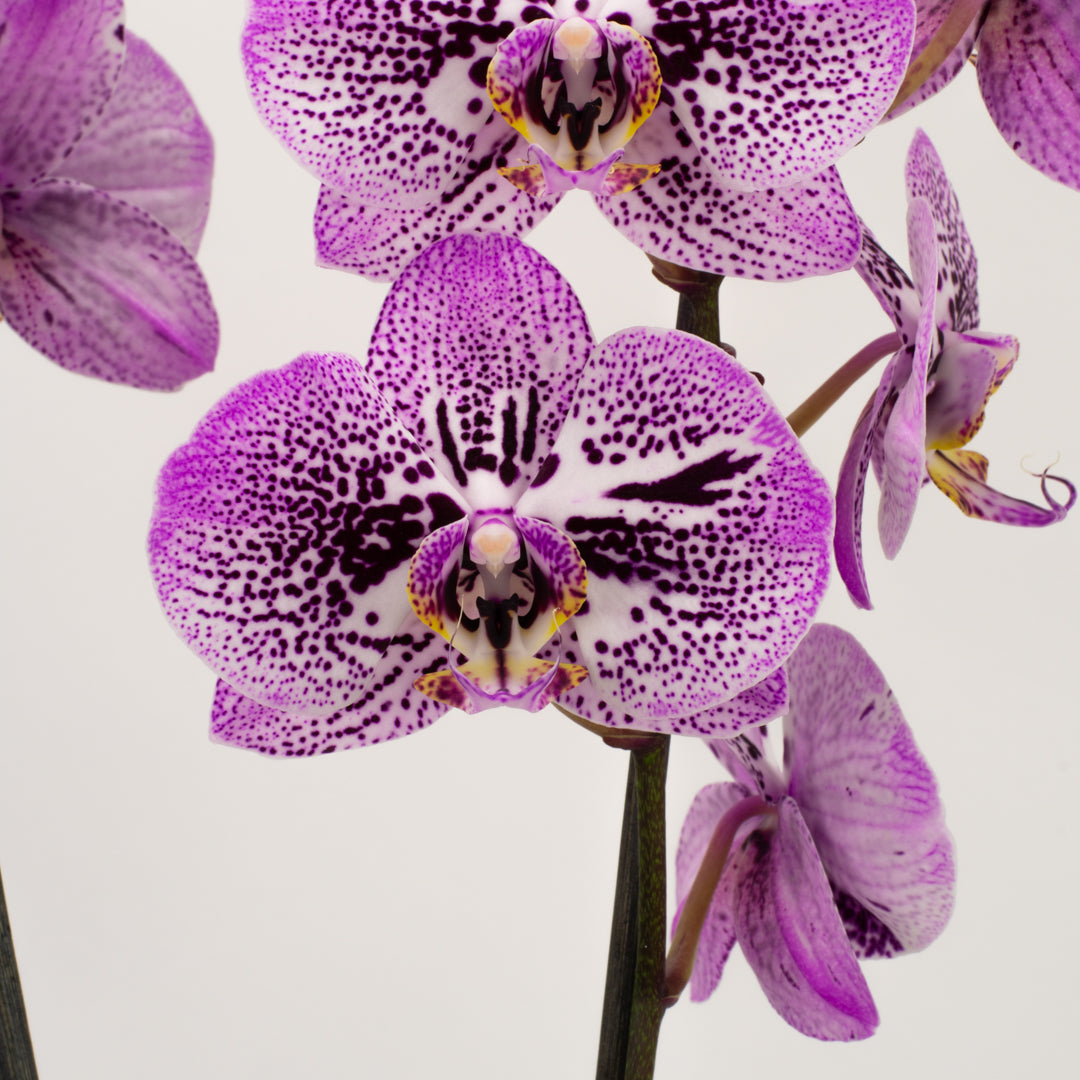 Phalaenopsis Orchid - Speckled Purple (Double)