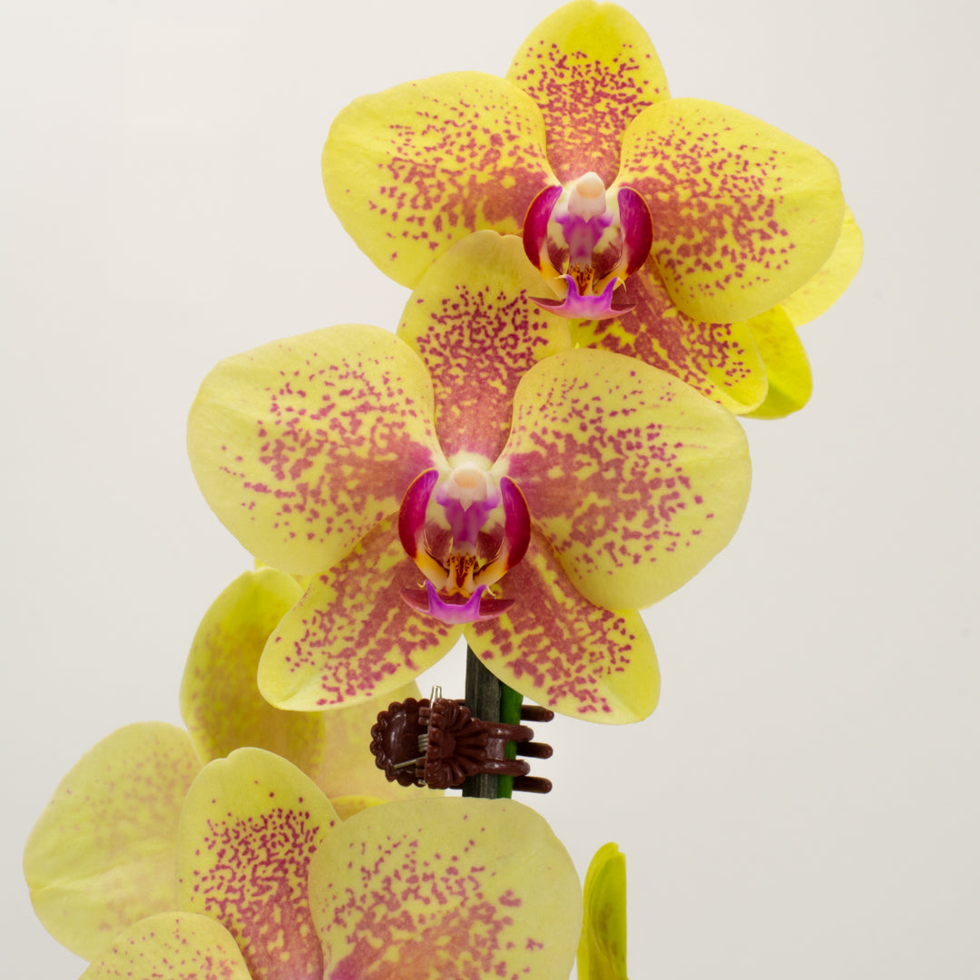 Phalaenopsis Orchid - Sunrise