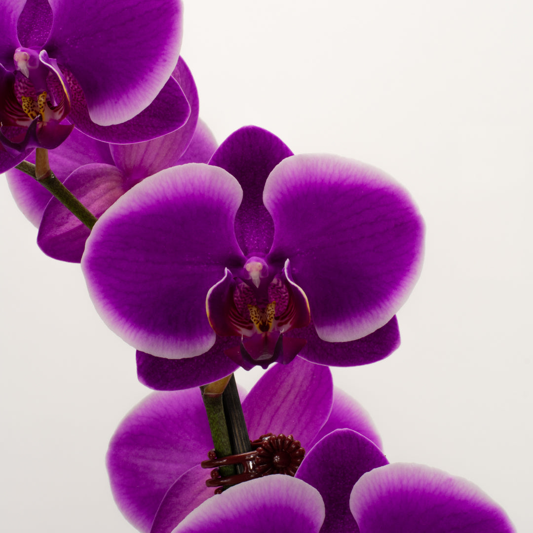 Phalaenopsis Orchid - Violet (Double)