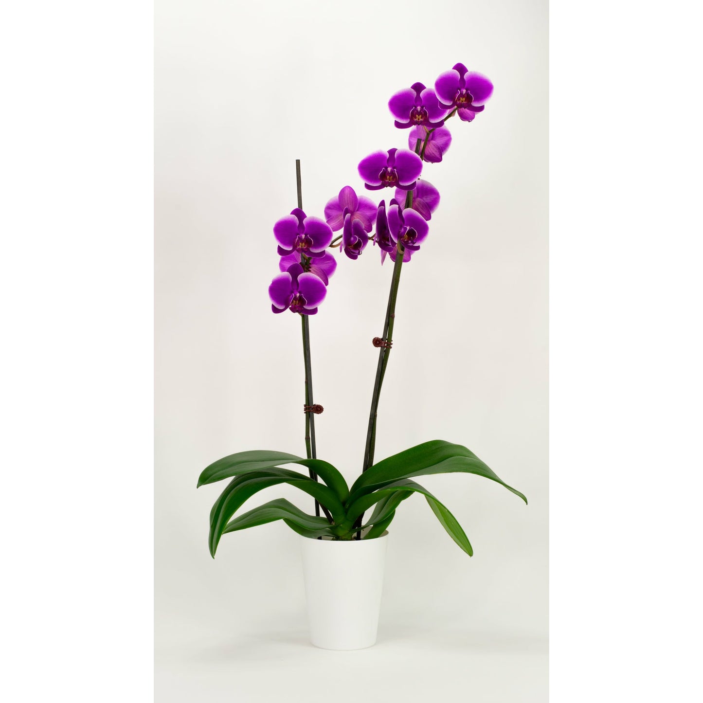 Phalaenopsis Orchid - Violet (Double)