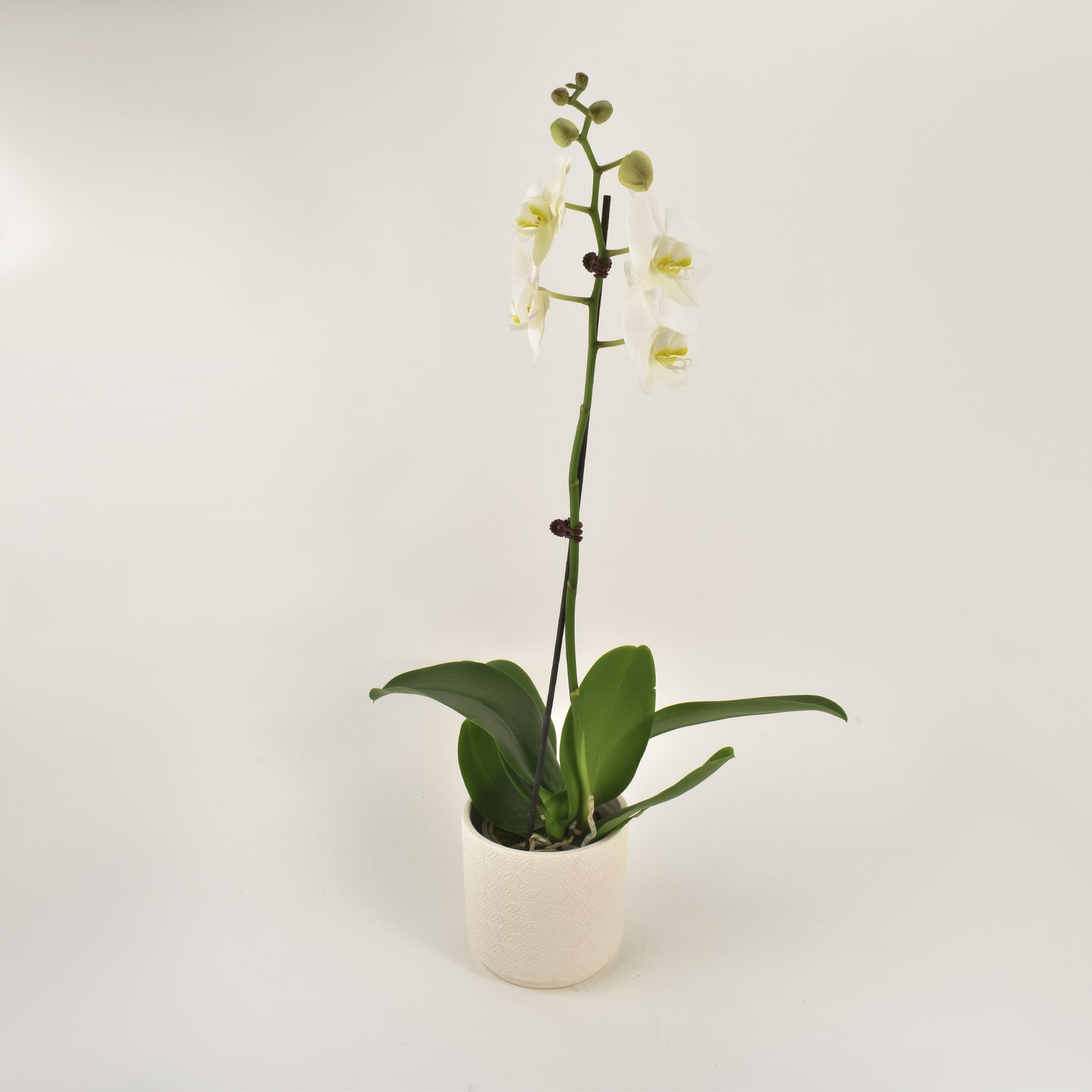 Phalaenopsis Orchid - Single White