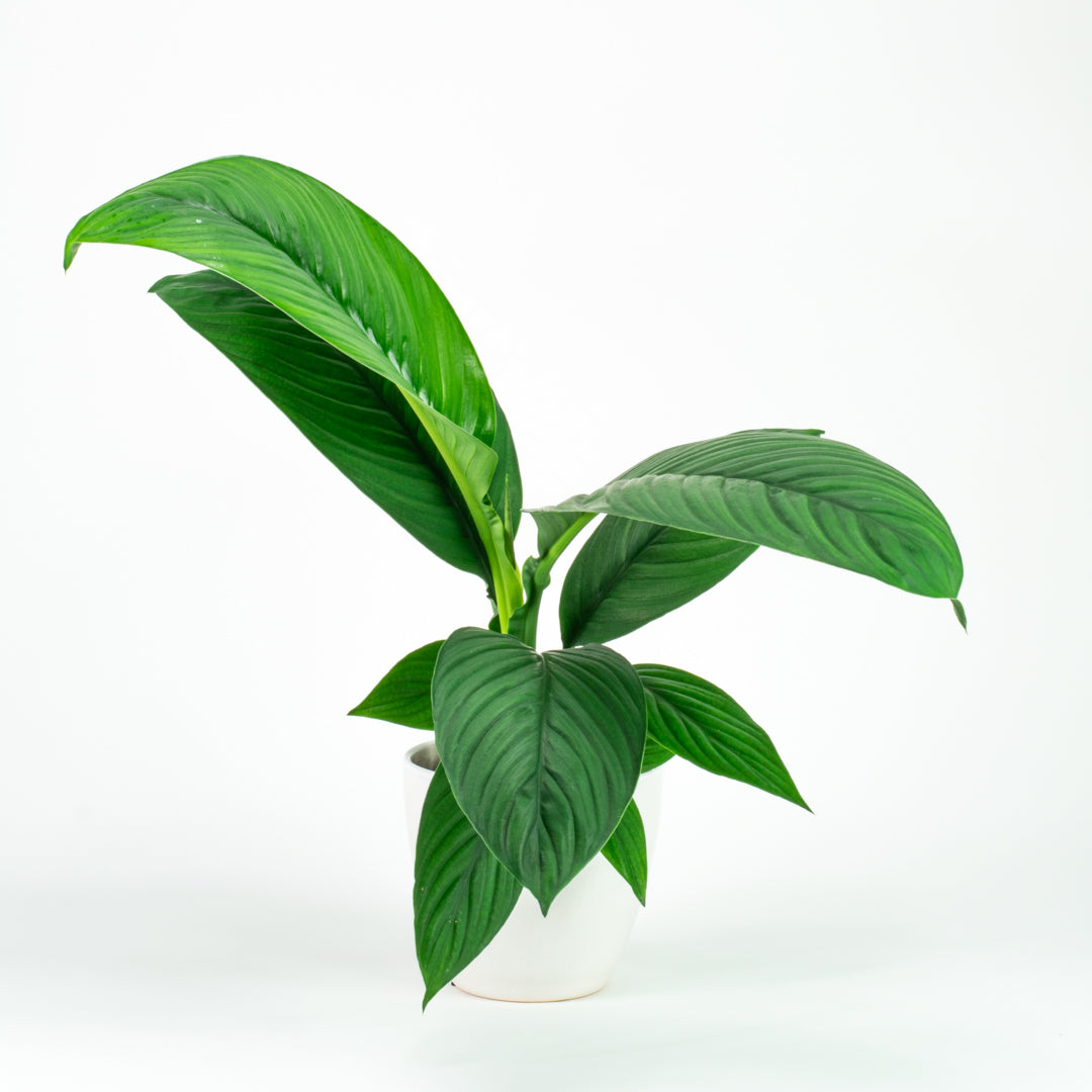 Spathiphyllum Sensation